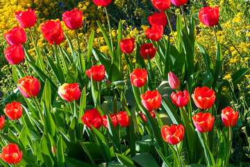Obraz premium Viele rote Tulpen blühen im Garten.