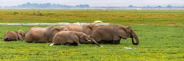Naklejka na ściany i meble Herd of elephants drinking in the swamps in Africa, in the Amboseli park in Kenya 
