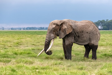 Fototapeta premium An old elephant walking in the savannah in Africa, beautiful animal in the Amboseli park in Kenya 