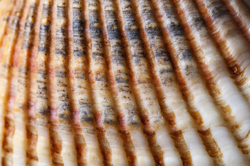 Seashells from the Black Sea coast
