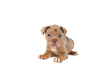Portrait of an Old English Bulldog puppy lying isolated against a white background