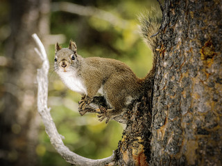 A common squirrel perched alert on the branch of a tree
