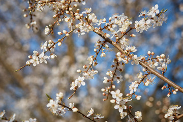 plum full blossom and the background of the blue sky ,white flowers in the spring