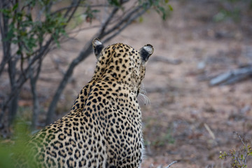 Female leopard (Panthera pardus) in the Timbavati Reserve, South Africa