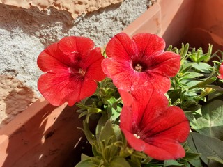 red hibiscus flower