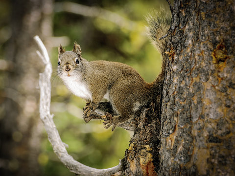 A common squirrel perched alert on the branch of a tree