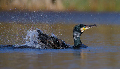 Cormorant, Phalacrocorax Carbo, bathing and splashing on a lake after fishing. Taken at Moors Valley Country Park UK