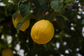lemon on the tree in the rain