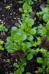 salad plants on the campus