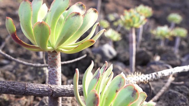 Verode (Cactus like plant) in lava field. Close-up video footage from Tenerife, Spain (Canary Islands)