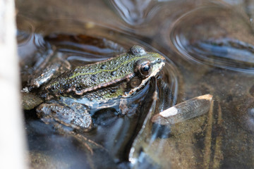 Frosch