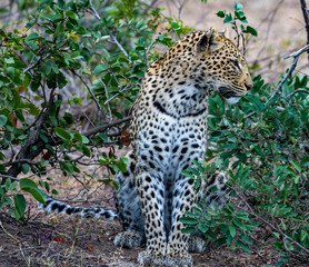 Female leopard (Panthera pardus) in the Timbavati Reserve, South Africa