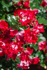 Fototapeta premium Red garden roses blooming in secret garden. Beautiful nature botany photo wallpaper. Close-up shot of the beautiful flowers. Suitable for floral background.