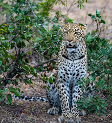 Naklejka na ściany i meble Female leopard (Panthera pardus) in the Timbavati Reserve, South Africa