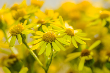 Beautiful yellow flowers at sunset