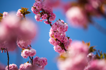 Floral Japanese spring background: Blooming pink cherry blossoms, springtime