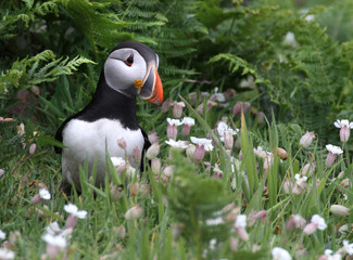 Coy Puffin, Fratercula arctica, sitting among White Campion flowers after emerging from its burrow. Taken at Skomer Island UK