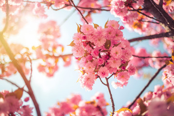Obraz premium Floral Japanese spring background: Blooming pink cherry blossoms, springtime