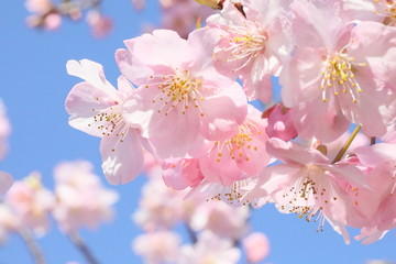 Fototapeta na wymiar 日本の河津桜