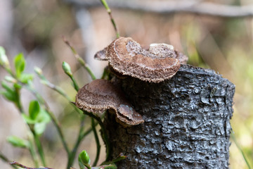 Pilz