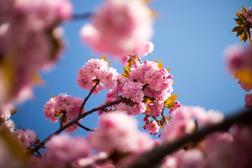 Floral Japanese spring background: Blooming pink cherry blossoms, springtime