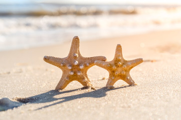 2 sea stars standing on golden sand near sea. Couple on summer vacation concept