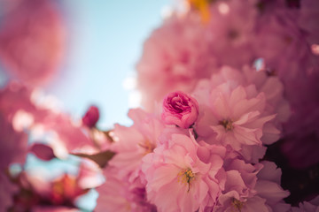 Fototapeta na wymiar Floral Japanese spring background: Blooming pink cherry blossoms, springtime