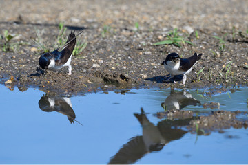 Mehlschwalben beim Nestbau