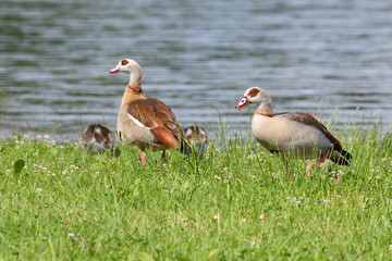 Nilgansfamilie in der Oberlausitz