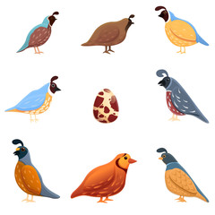Quail icons set. Cartoon set of quail vector icons for web design