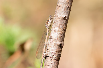Libelle