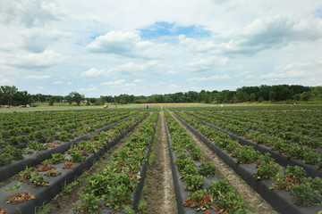Fototapeta na wymiar field of strawberries
