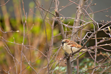 Cute sparrow bird perched on a branch in Schoneberg Berlin Germany