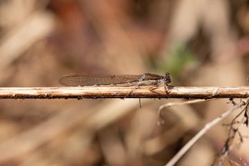 Libelle