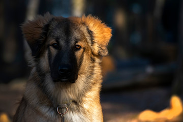 caucasian shepherd dog