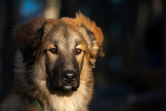 caucasian shepherd dog