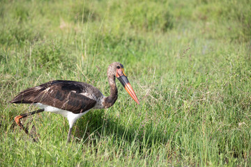 Saddle-billed Stork