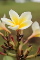 Obraz premium white frangipani flower
