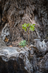 Green shoots of new growth on burnt out tree stump