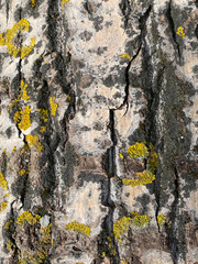 pine bark. wooden tree texture background. tree bark wallpaper. light brown pine tree bark background pattern