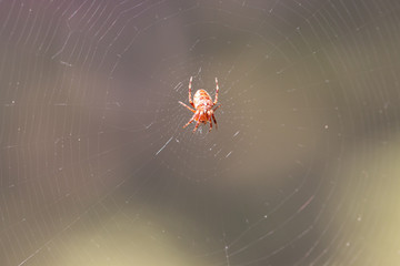 Spinne