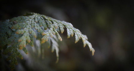 gałązka tuji © Joanna