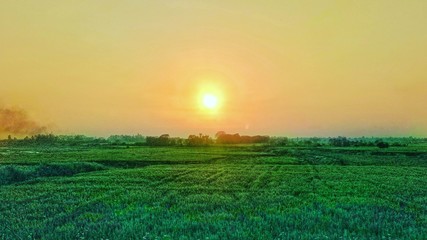 sunset in the wheat field