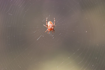 Spinne