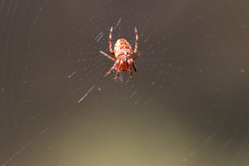 Spinne