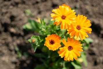 Beautiful set of four Gerbera Daisy yellow flowers on the ground in spring time, Casablanca, Region...