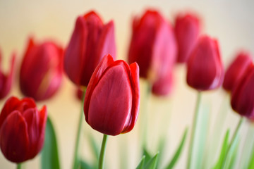 Close-up of red tulip in full bloom, with its bright color and turban shape, very beautiful