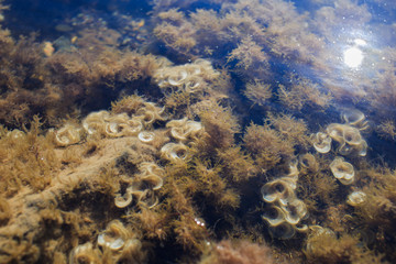 Fototapeta na wymiar Sea background with ripples on water surface. Coral reefs with seaweed underwater at sea bottom on shallow.