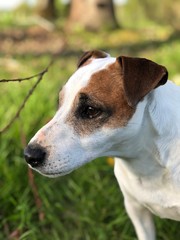 jack russell terrier