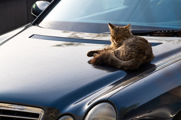  Stray homeless cat resting on the hood of a car